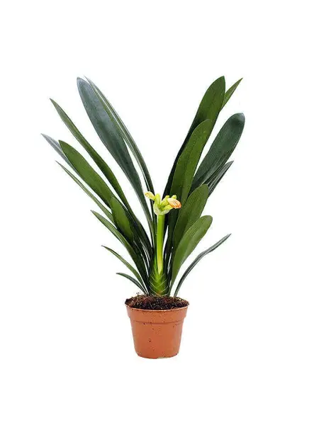 Natal lily – Clivia