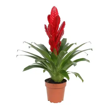 Bromelia Vriesea Intenso Rouge