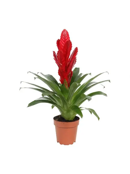 Bromelia Vriesea Intenso Rood