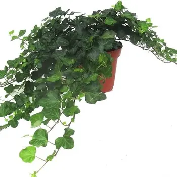 Lierre Vert Classique – Hedera helix