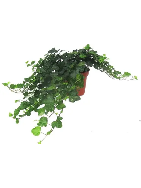 Common ivy – Hedera helix