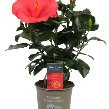 Chinese Rose – Hibiscus