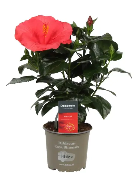 Rose de Chine – Hibiscus