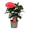  Chinese Rose – Hibiscus