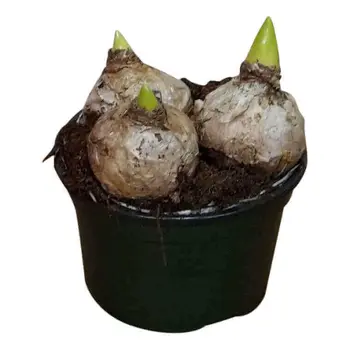 Hyacint Wit – Hyacinthus