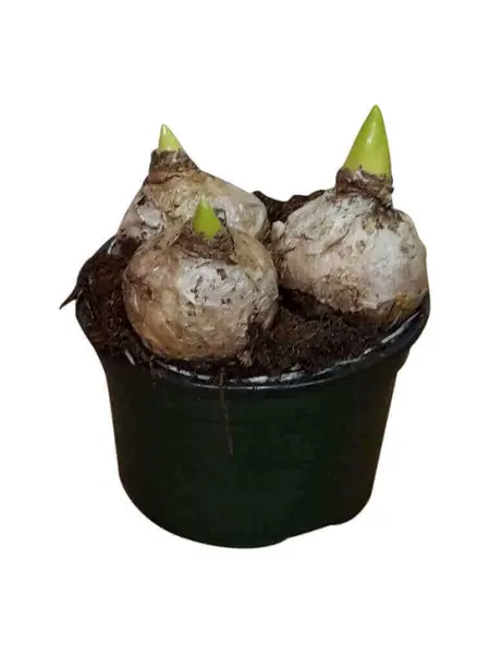 Hyacint Wit – Hyacinthus