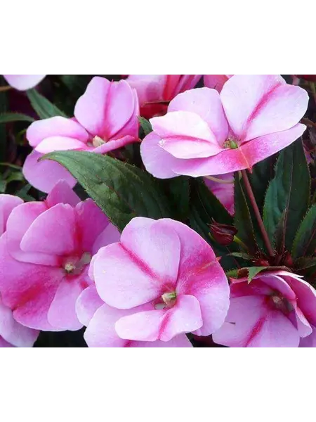 Vlijtig Liesje – Impatiens 'New Guinea'