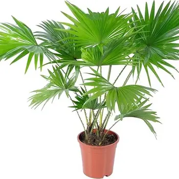 Serdang Umbrella Palm – Livistona rotundifolia