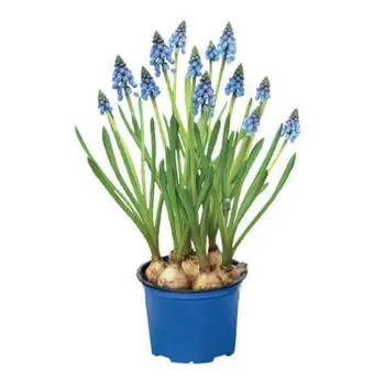 Jacinthe des bois – Muscari