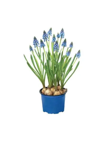Jacinthe des bois – Muscari