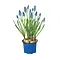 Jacinthe des bois – Muscari