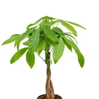 Guinea peanut - Pachira