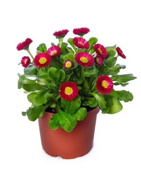 Madeliefje Rood - Bellis perennis