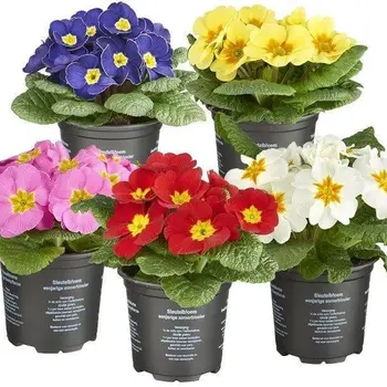 Stemless Primrose – Primula