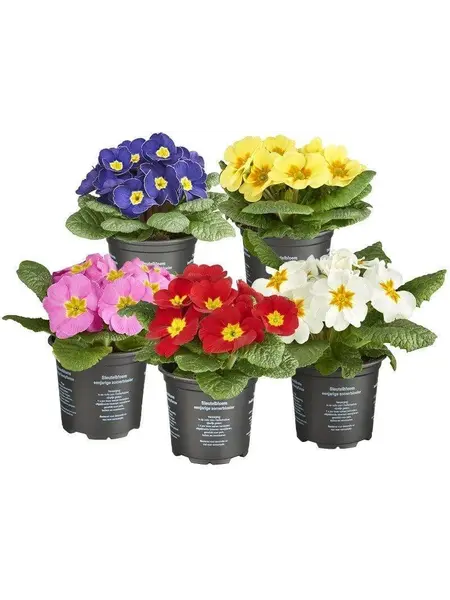 Primevère Sans Tige – Primula