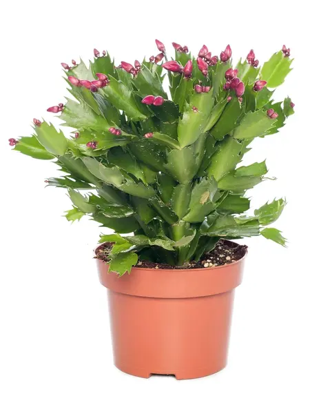 Kerstcactus Rood – Schlumbergera