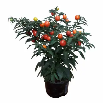 Jerusalem Cherry – Solanum Pseudocapsicum