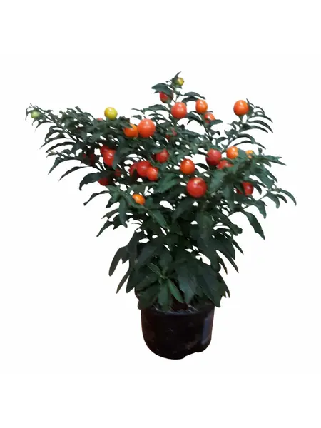 Jerusalem Cherry – Solanum Pseudocapsicum