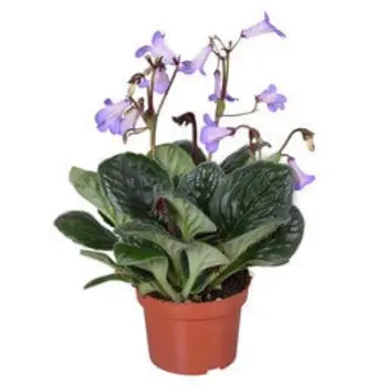 Primevère du Cap – Streptocarpus