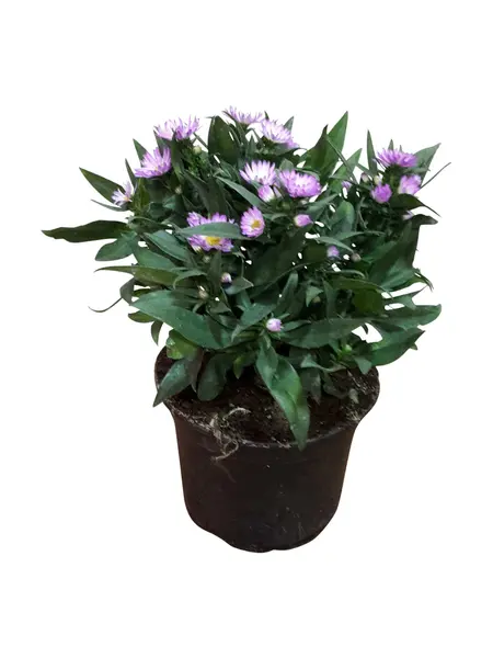 Aster d’Automne – Aster