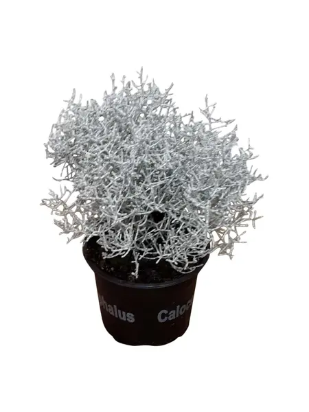 Silver Bush – Calocephalus