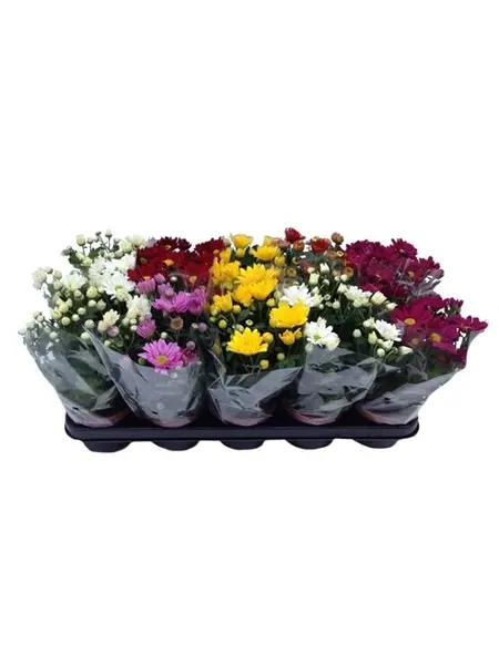 Chrysant Mix – Chrysanthemum