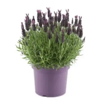 Lavande papillon – Lavandula stoechas