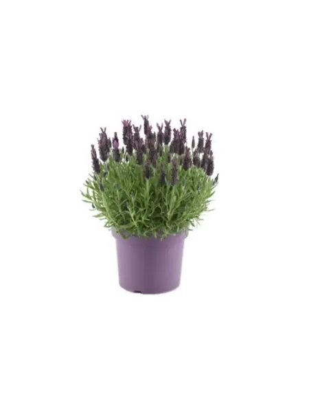 French lavender – Lavandula stoechas