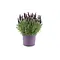  French lavender – Lavandula stoechas