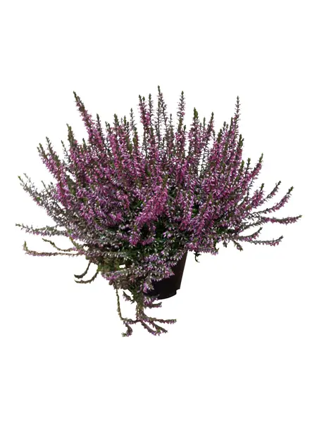 Heather Pink – Calluna