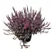  Heather Pink – Calluna