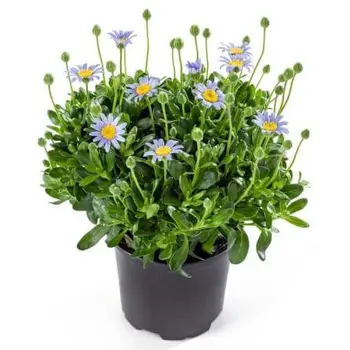 Blue Daisy – Felicia