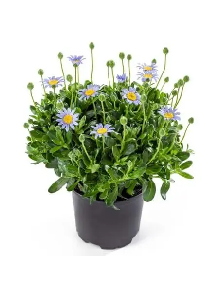 Marguerite bleue – Felicia