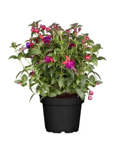 Bellenplant – Fuchsia