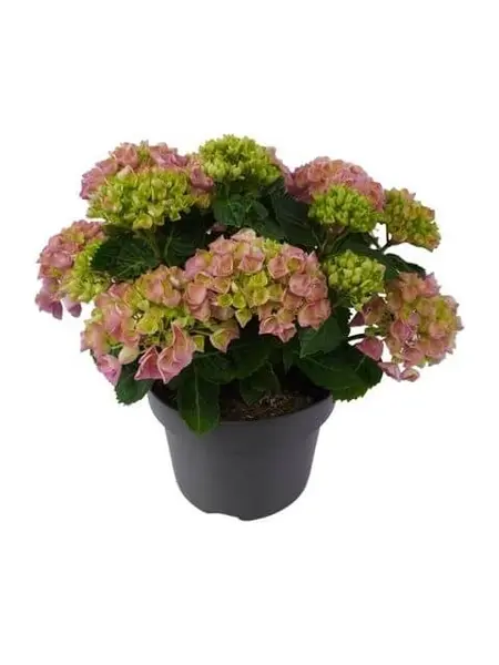 Hortensia – Hydrangea