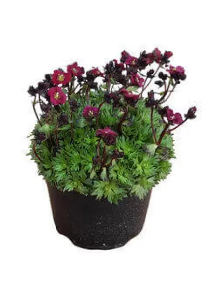 Rockfoils Red – Saxifraga