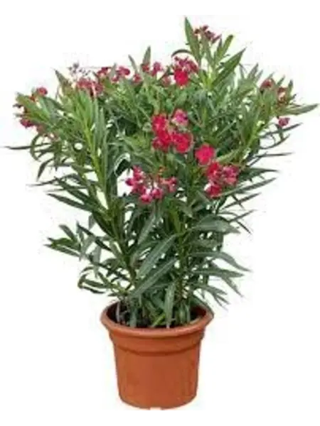 Oleander – Nerium Oleander