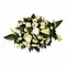 Rouwstuk Witte Bloemen Kalmthout