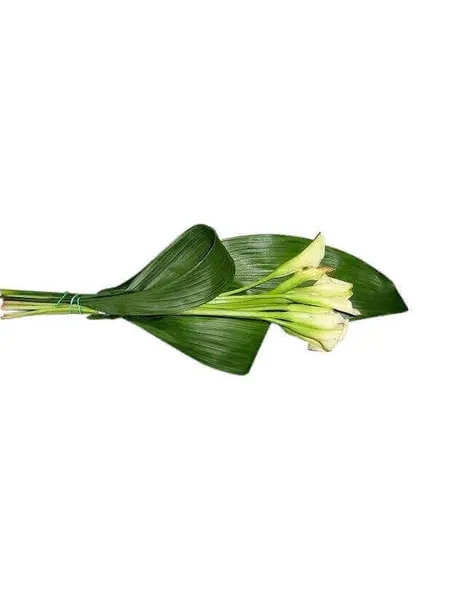 White Calla Funeral Bouquet Kalmthout