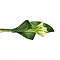  Bouquet Funéraire Callas Blanc