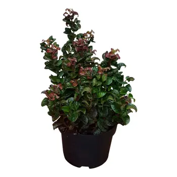 Coastal Doghobble – Leucothoe Axillaris 'Curly Red'