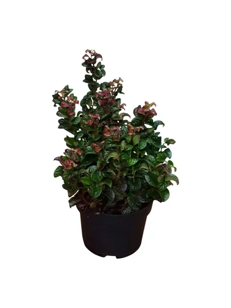 Druifheide – Leucothoe Axillaris 'Curly Red'