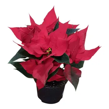 Poinsettia Red – Euphorbia pulcherrima