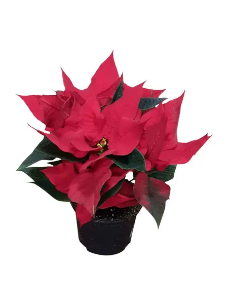 Poinsettia Red – Euphorbia pulcherrima