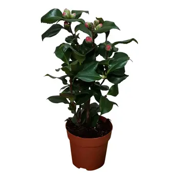 Camélia – Camellia japonica