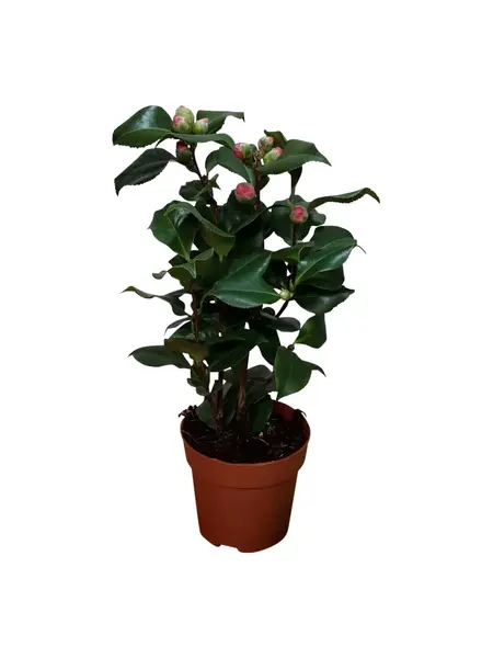 Camellia – Camellia japonica