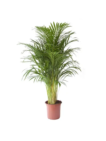 Areca palm – Dypsis lutescens