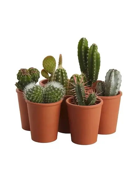 Différents Cactus