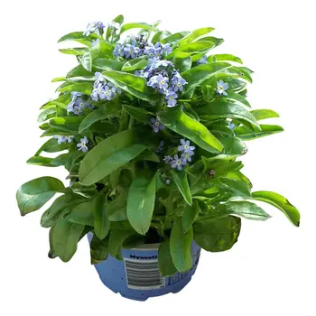 Myosotis