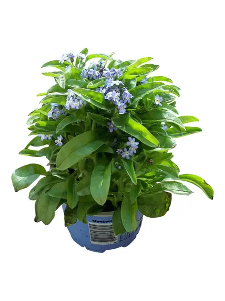 Forget-Me-Not – Myosotis